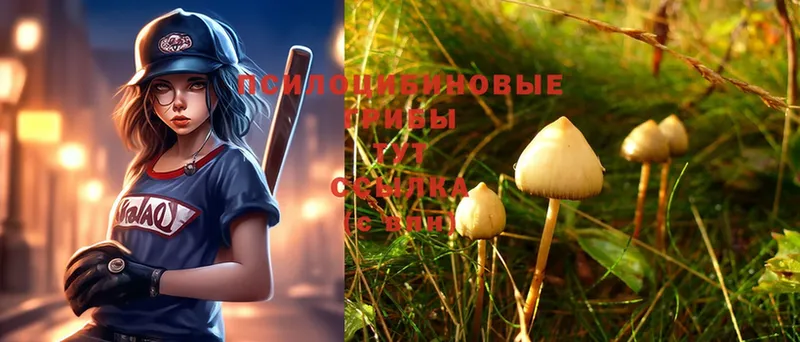 Псилоцибиновые грибы Psilocybe  купить наркотик  Истра 